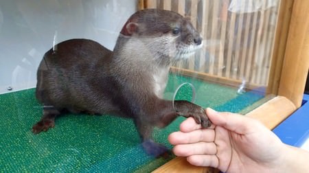 You might win a handshake with an otter !? I'm worried about the lucky bag of the Sunshine Aquarium