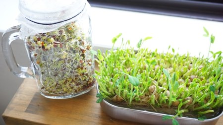 Let's enjoy the kitchen garden in spring ♪ 100 recommended containers for bean seedlings and sprouts and tips on how to grow them