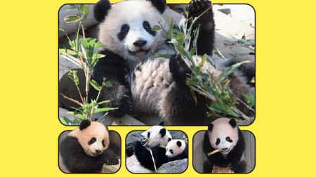I faint in agony with the cuteness of baby pandas! DVD "Xiang Xiang's Best Treasure Video"