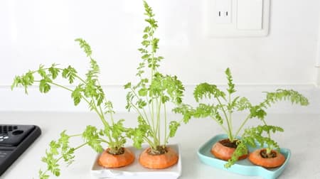 A kitchen garden where you can also slurp ♪ Let's grow carrot calyx in water --It's super easy just to soak it in water, for a life with green