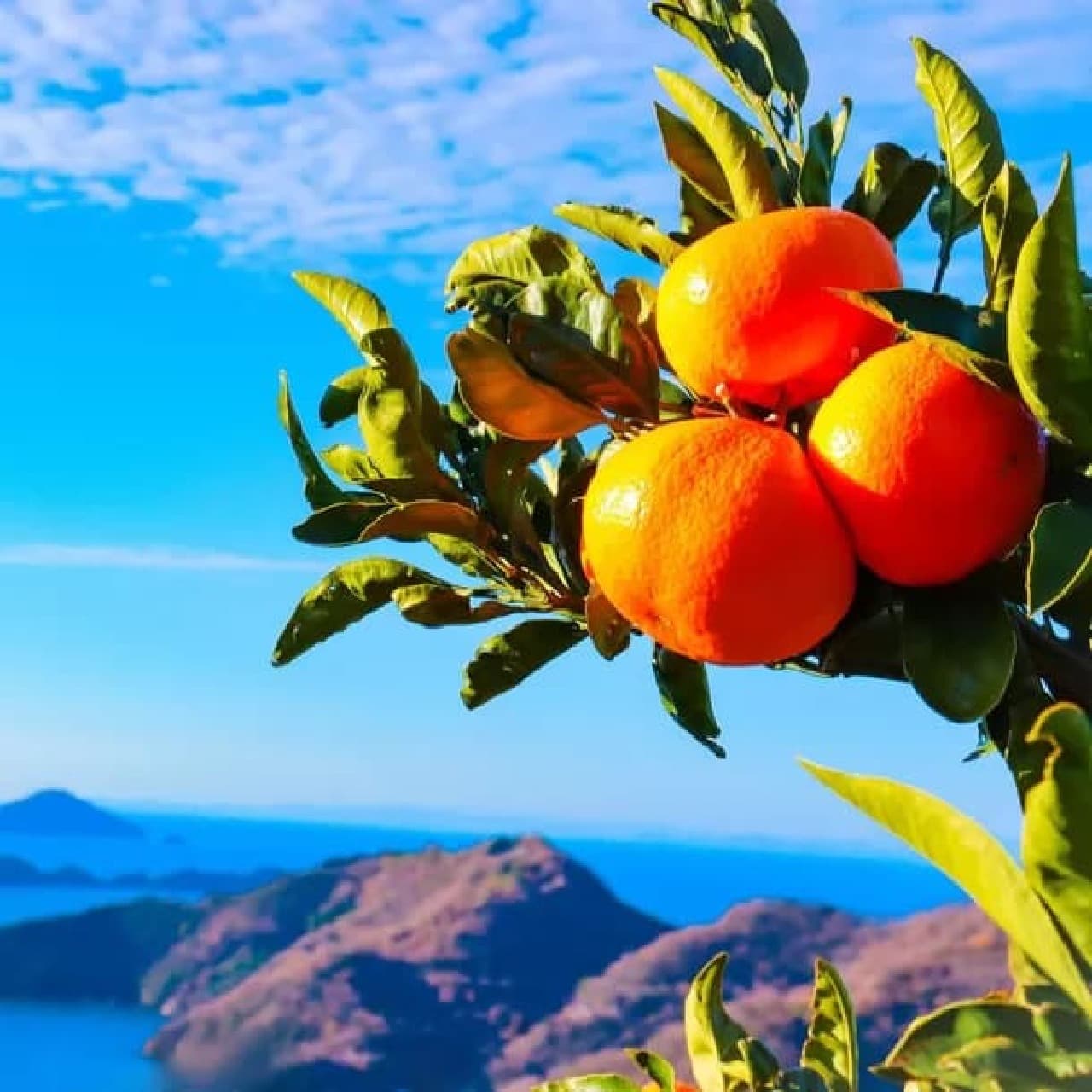 愛媛県産清見オレンジを原料とした世界初の化粧品原料「G.H.Sレジェンドシャンプー」、Verishから販売開始 画像2